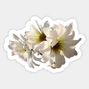Daisies - White Daisies in Sunshine Sticker